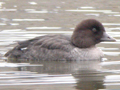 Barrow's Goldeneye